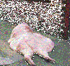 splat.gif